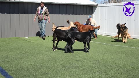 Coolwag video walk thur with the Big Dogs.