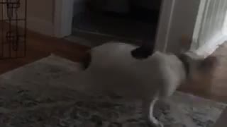 White dog running around and spinning in circles