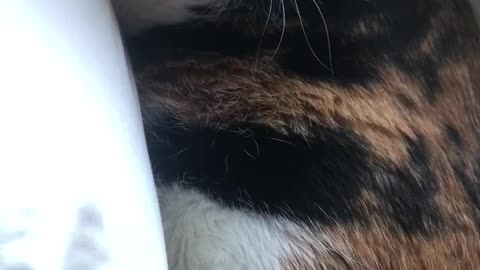 My cat enjoying massage