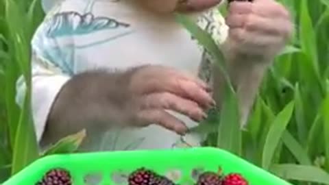 Watch a daring of this monkey and he eats berries