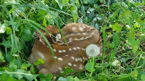 ❤ Baby Deer 🦌