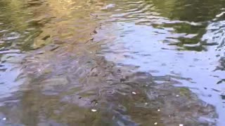 Swimming dogs tail