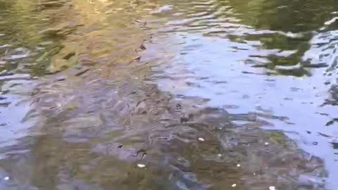 Swimming dogs tail