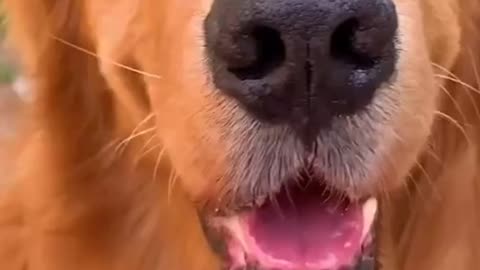 SMART GOLDEN RETRIEVER FIND THE WAY HOW TO GOT FOOD