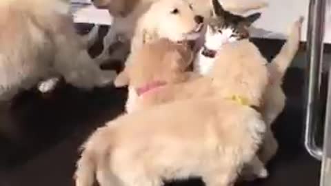 A group of puppy dogs playing with a cat