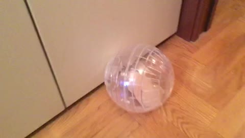 Hamster In the Exercise Ball