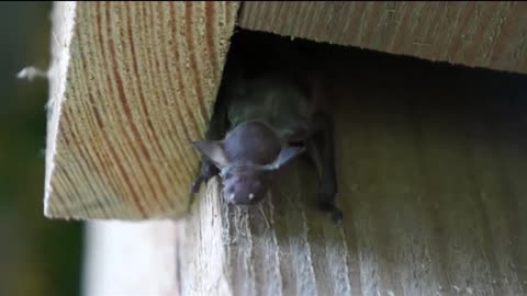 Feeding & Care of Infant Bats