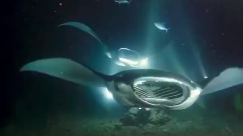 Beautiful underwater species