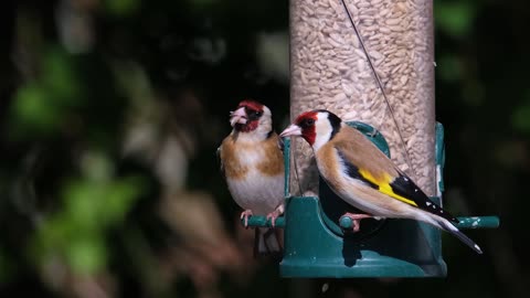 Goldfinch “wild canary”