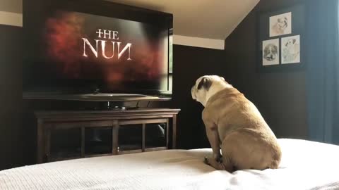 Bulldog's reaction to the nun trailer