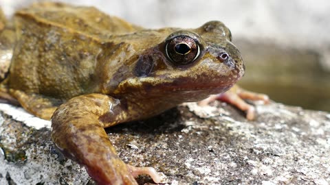 Common frog