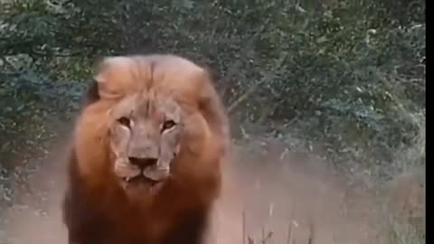 Lion Killing Tiger Tiger vs Lion #lion #tiger