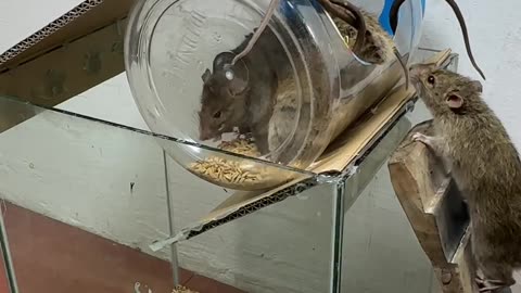 Best mouse trap idea-- good rat trap at home 2024 #rattrap #rat #mousetrap