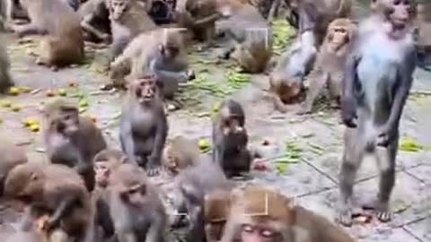 A group of monkeys, fruit eating competition