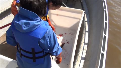 Dip Netting Salmon on the Yukon River with yukonjeff