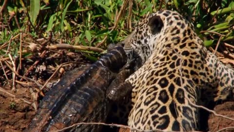Tiger vs Crocodile amazing wildlife video