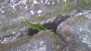 Cutting ant carries a leaf and throws it into the hole in the botanical garden! [Nature & Animals]