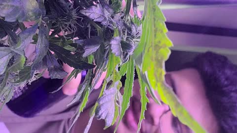 Growing Cannibis with (MemoJ)