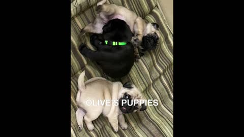 OLIVE'S PUPPIES