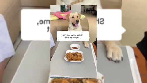 Funnydog on dinning table #funnydog #funnypet