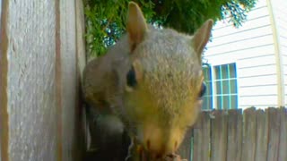 Squirrel decides to check out your nose.