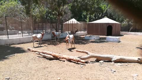 Herd Of Horned Oryx Enjoys Summer In Zoo
