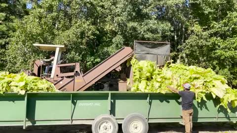 It's harvest season for Tobacco, Cotton and Peanuts in Northampton and Halifax Counties!