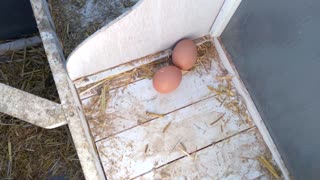 Chickens Laying Organic Farm Project!!!