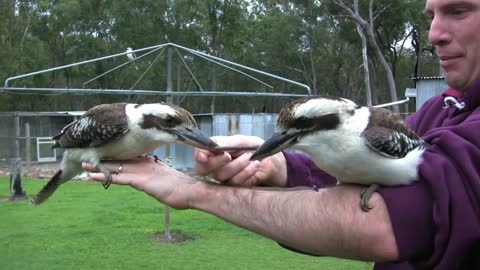 Kookaburra Tug-of-War