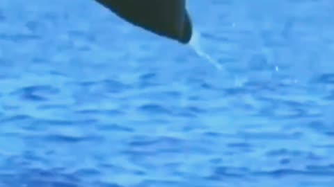 Majestic Dolphin Leaps into the Air | interesting news bbc