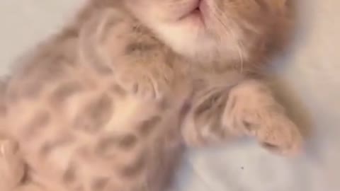 cute cat