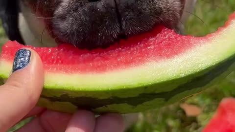 Doug The Pug's Watermelon Feast! 🍉😋