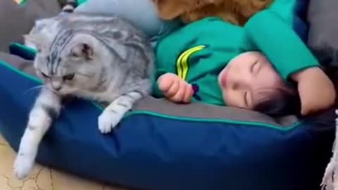 Cute cat and dog funny