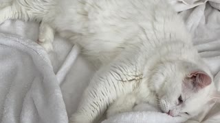 Big kitty loves his blanket