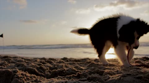 Pups in Paradise: An Endless Summer of Play and Fun