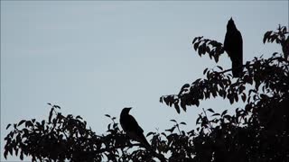 American Crow