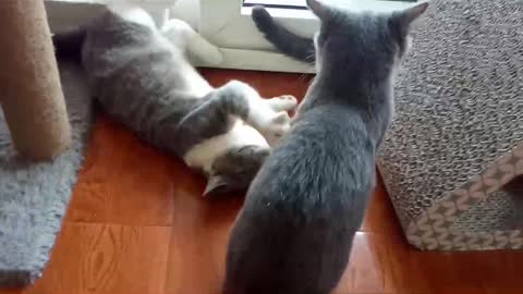 Two little gray cats playing around