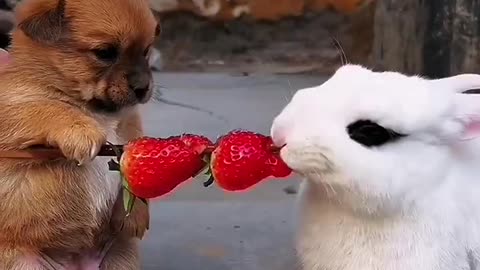 Rabbit snatches the dog's strawberries