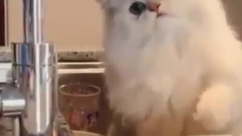 Confused Kitty
