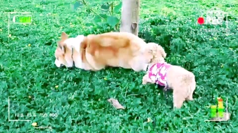 Funny video Lite, Funny Dog 🐶 video