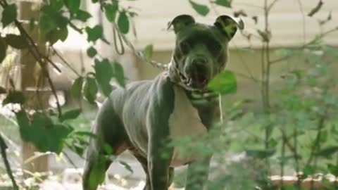 angry pitbull barking dog