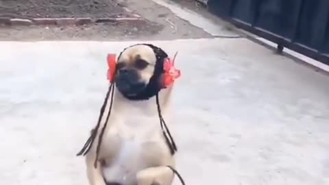 Funny Dog Dance
