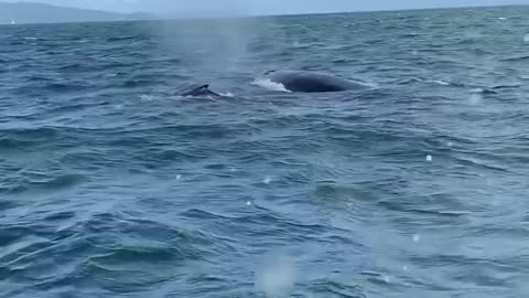 Humpback whale in Cape Town. It is so beautiful