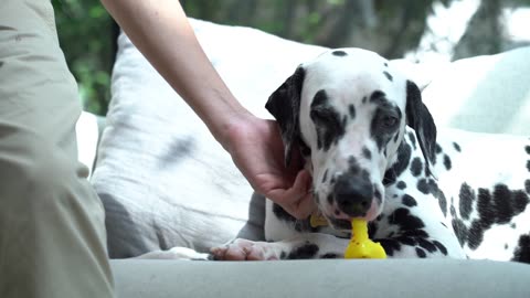Brain Training for dogs really does work? REVIEW