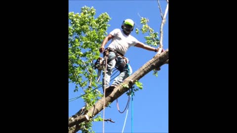 South Texas Tree of Life Tree Service - (210) 255-3469