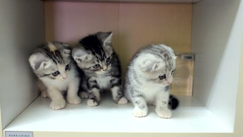 testing cute kittens