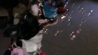 Dog bubbles