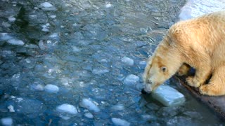 Polar bears playing