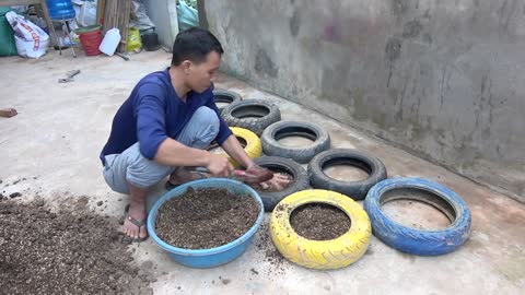 Beginners may easily and effectively grow cabbage in tires.