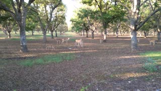 Backyard Deer